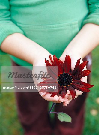 A pair of hands holding a red flower, Sweden.