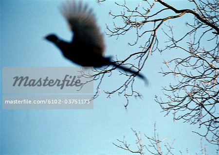 A pheasant flying.