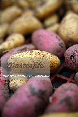 Potatoes in different colours, Norrbotten, Sweden.