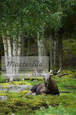 A moose laying down, Sweden.
