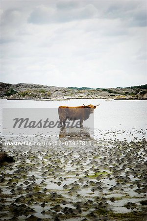 Highland cattle by the sea, Sweden.