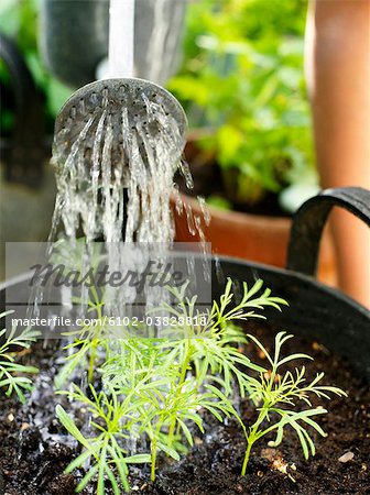 A girl watering plants, close-up, Sweden.