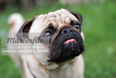 Pug with store tongue hanging out