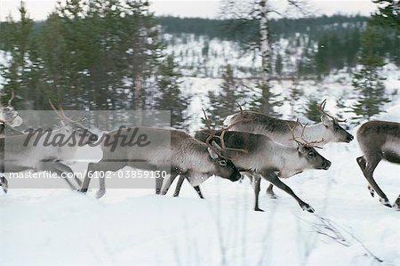 Herd of reindeer running in snow covered landscape
