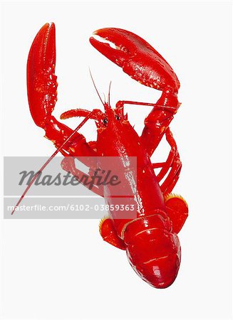 Red lobster against white background, close-up