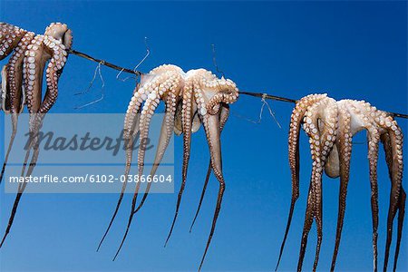 Octopus, Greece.