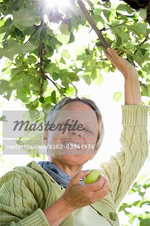 A woman picking apples a sunny day, Sweden.