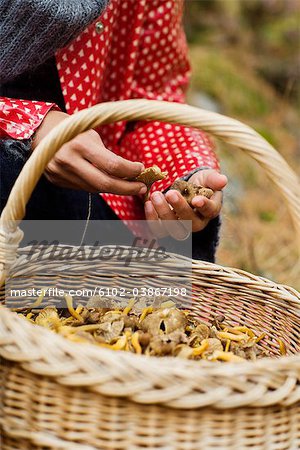 Mushrooms in a basket, Sweden.