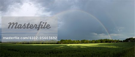 View of rainbow over lush field