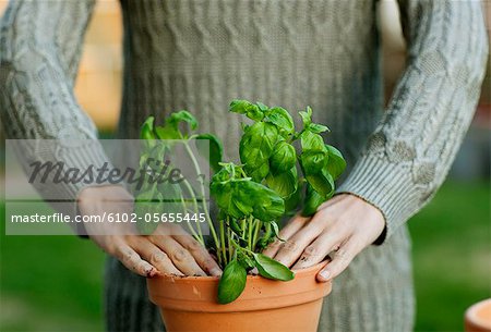 Woman planting basil, midsection