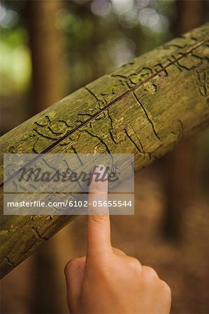 A finger pointing at a treetrunk.