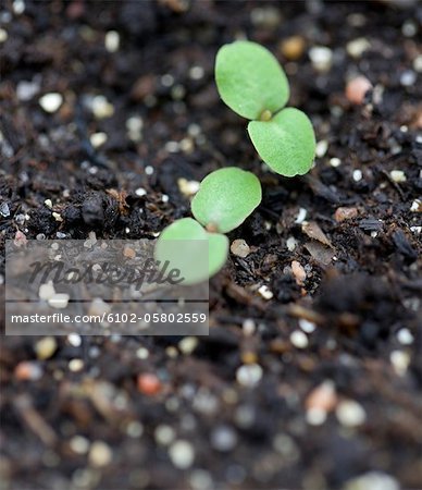Germinating seedlings Germinating seedlings
