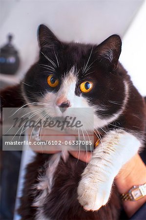 Hands holding black and white cat looking at camera