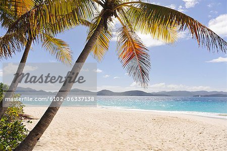 Palms over sandy beach