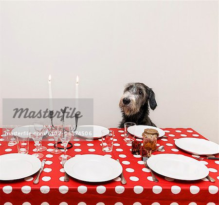 Dog sitting at table