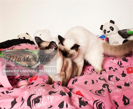 Two Siamese cats on bed