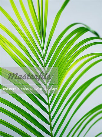 A palm-leaf, close-up, Sweden.