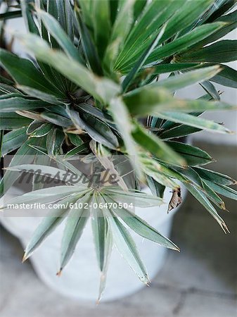 A palm tree in a pot, Sweden.