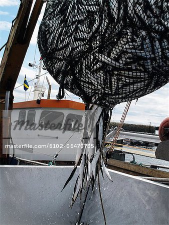 A draft of Baltic herring in a large net on a fishing-boat, Sweden.