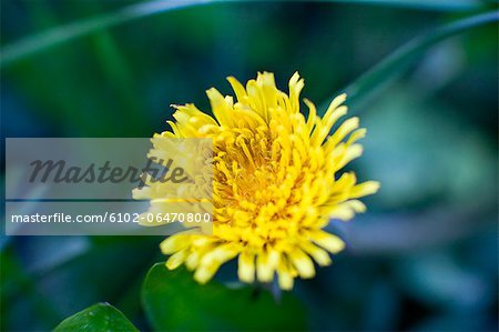 Dandelion, close-up, Sweden.