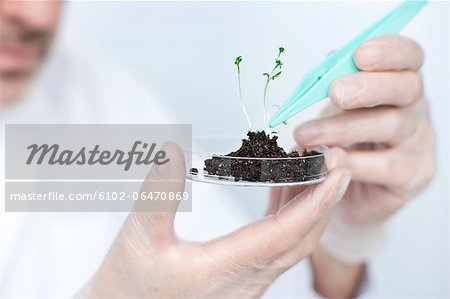 Scientist lifting seedling with tweezers