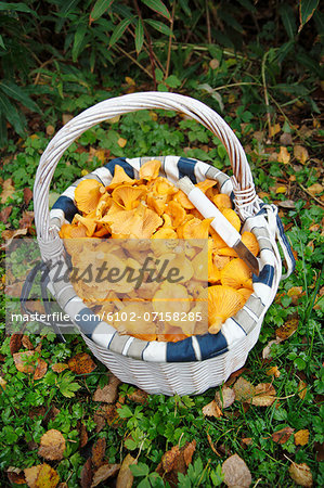 Chanterelle in basket, high angle view