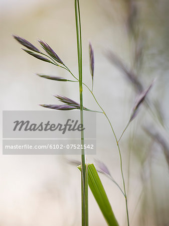 Close-up of grass blade, Vastergotland, Sweden