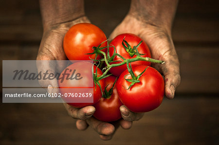 Hands holding tomatoes, studio shot