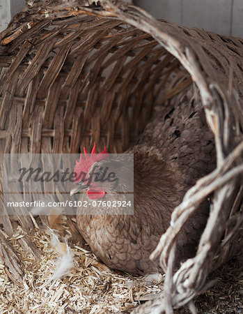 Hen in basket