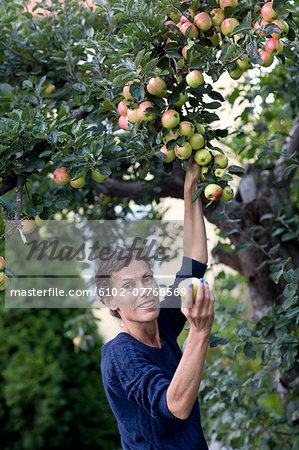 Mature woman picking apples, Stockholm, Sweden