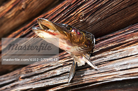 Fish head on wall, low angle view