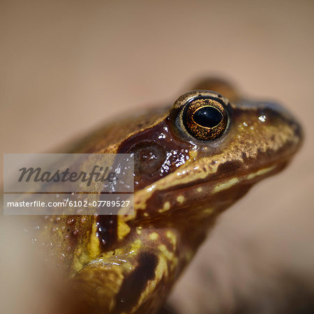 Frog, close-up