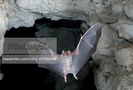 Flying bat