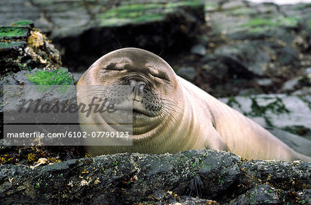 Seal on coast