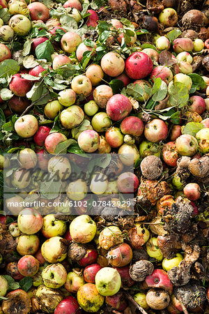 Rotten food Stock Photos, Royalty Free Rotten food Images