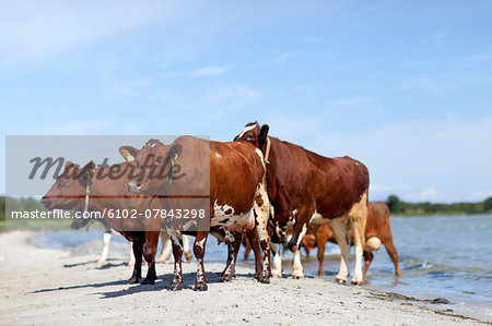 Cows on beach