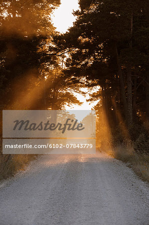 Evening light lightning forest road