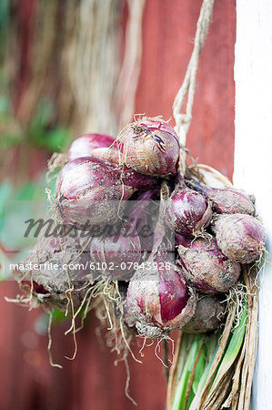 Close-up of bunch of garlic