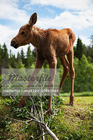 Young elk