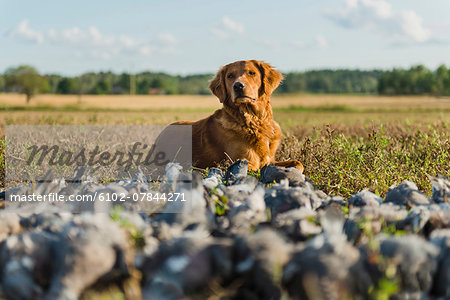 Hunting dog lying down