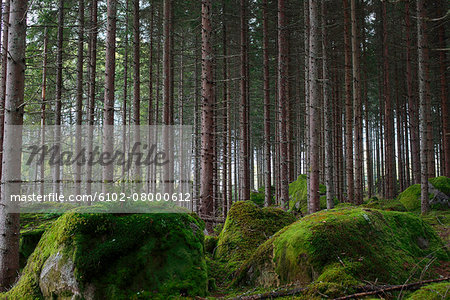 Trees and mossy rocks in forest