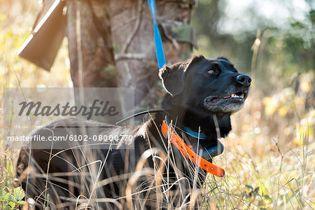 Man hunting with dog