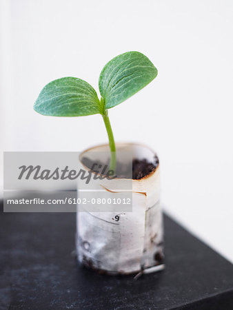 Seedling, close-up