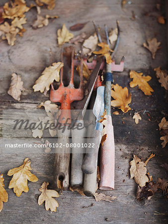Vegetable tools on wooden background