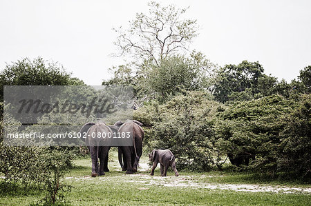 Elephants walking