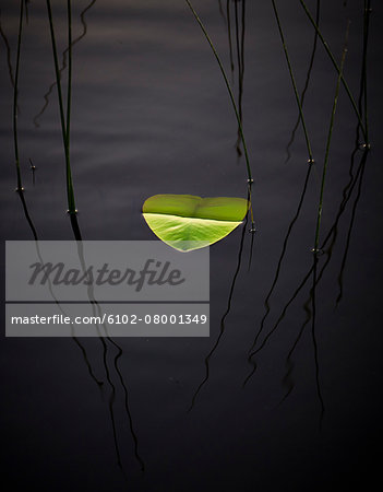 Leaf on water