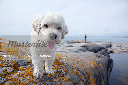 Dog on rocky coast