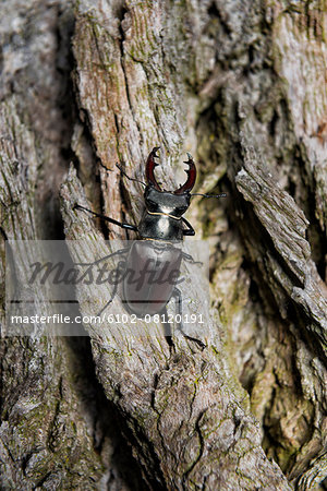 Beetle on bark