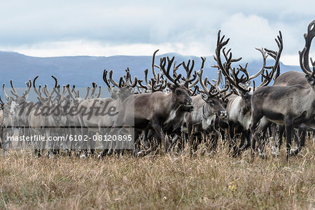 Reindeers in mountains