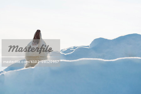 Polar bear with open mouth